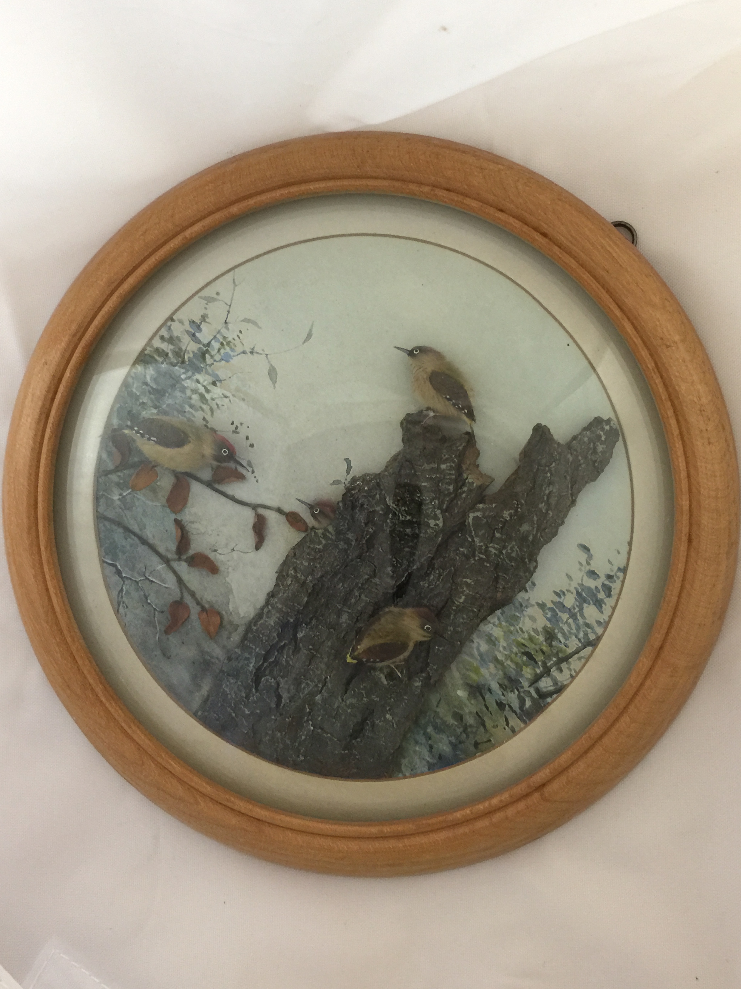 Green Woodpecker and Young (7-inch)